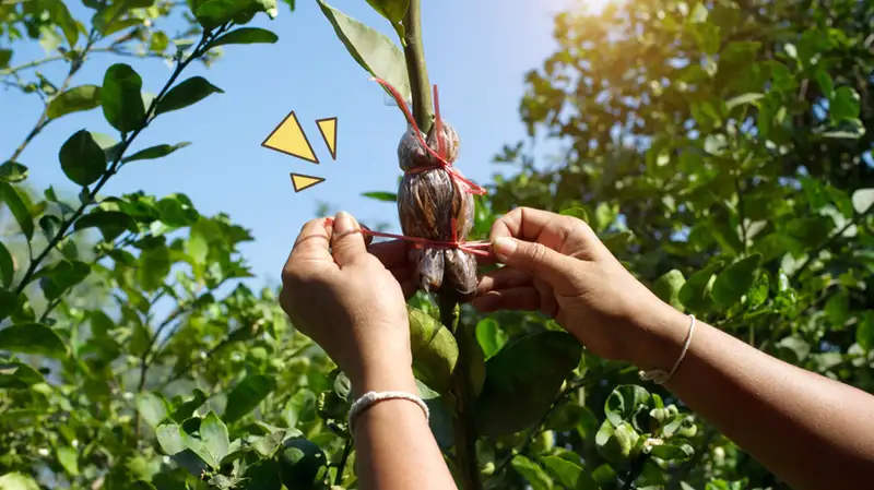 Cara Mencangkok Tanaman Mangga. Mencangkok adalah salah satu teknik