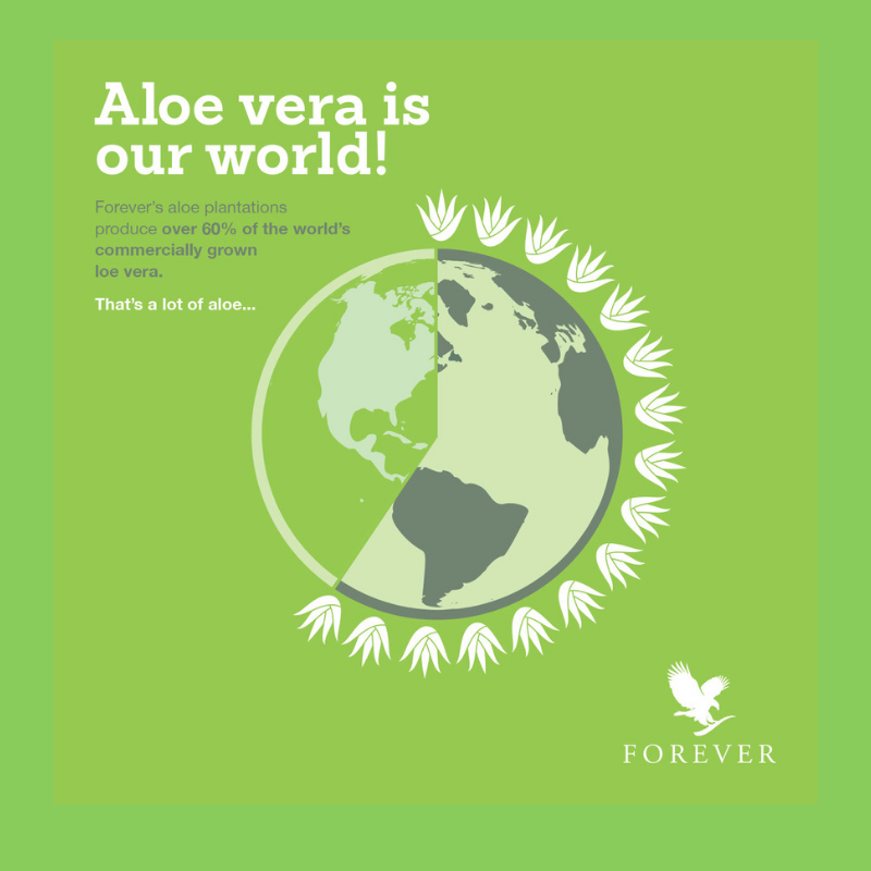 Whirlpool gevaarlijk vegetarisch Forever Aloe Vera Products — Why Forever? | by Pamela Glynn | Medium