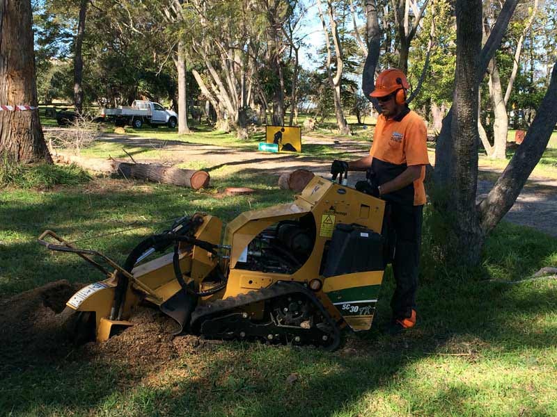 Stump Grinding Lake Macquarie. We have a local family owned business… by Shelley Langan Medium
