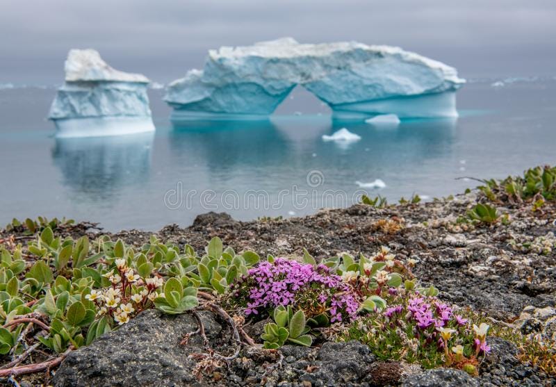 The Antarctica blooms?. In the last days, the image that can be… by Capudinos Medium