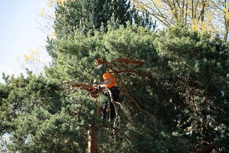 The 6 Types of Trees Portland Arborists Consider Most Dangerous