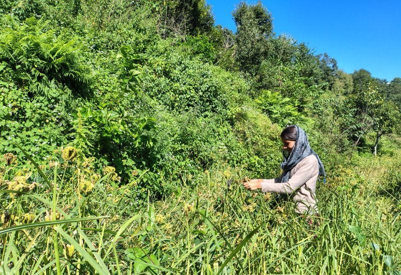 MANDUA: The Forgotten Grain of the Himalayas