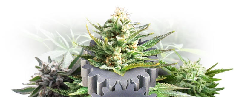 How To Grow Your First Cannabis Plant In 10 Steps - Zamnesia Blog