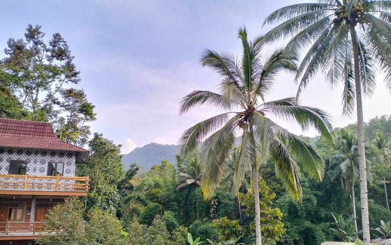 Pohon Kelapa dengan Seribu Manfaatnya
