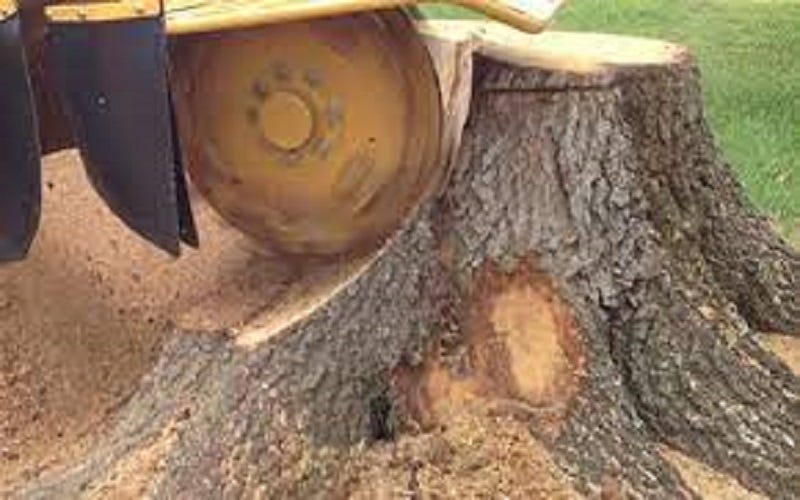 Removing Tree Stumps in Buffalo, NY The Ultimate Guide to Safe and