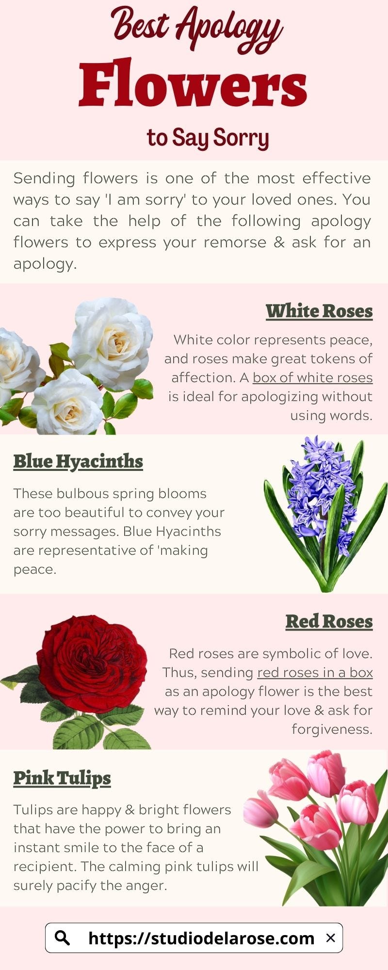 Best Apology Flowers to Say Sorry Studio De La Rose Medium