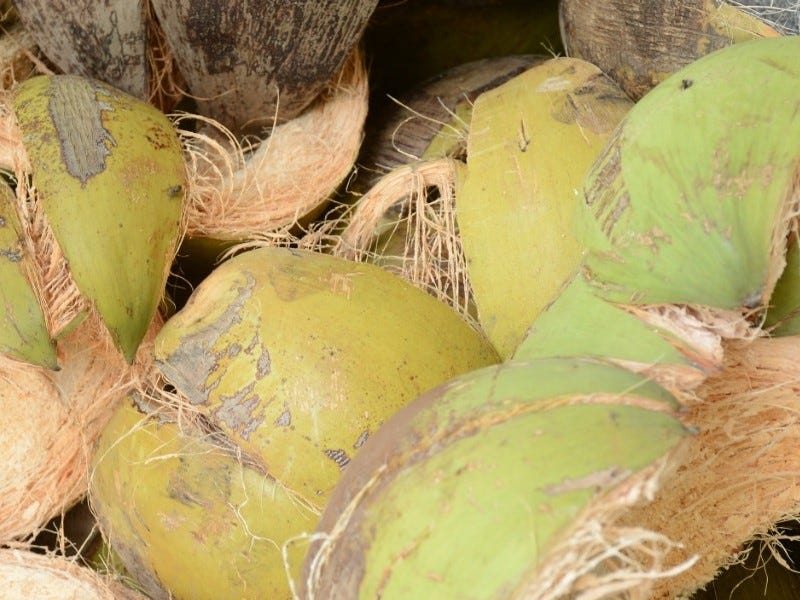 Sabut Kelapa Muda untuk Pakan Ternak yang Ramah Lingkungan
