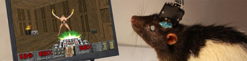 A Neuroengineer's Guide on Training Rats to Play Doom | by Viktor Tóth |  Mindsoft | Medium