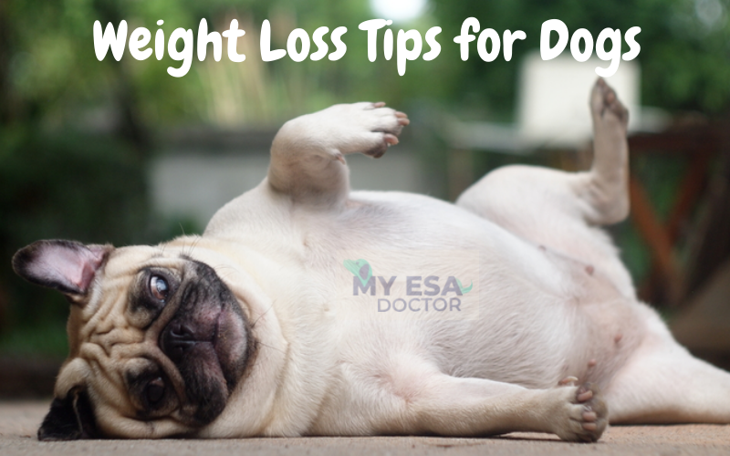 Here Are the Best Tips That Will Help Your Dog Lose Weight by My ESA Doctor Medium