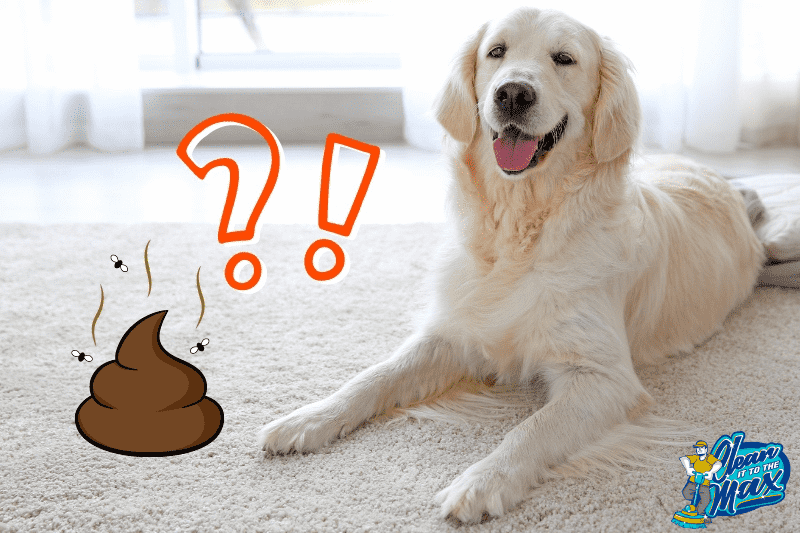 Best carpet cleaner outlet for pet poop stains