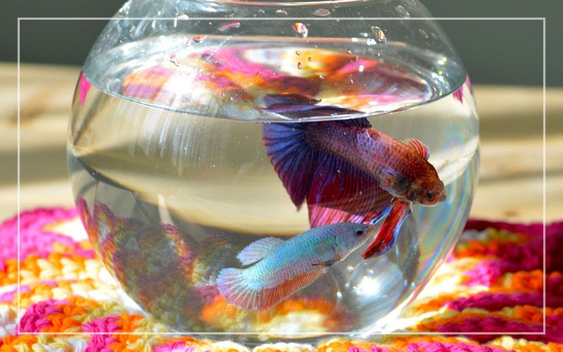 Can Betta Fish Live In A Bowl Without A Filter? by Richmond Loh Medium