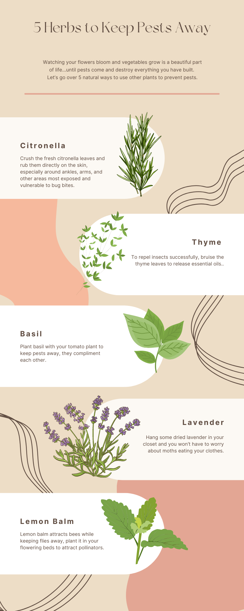 5 Herbs to Keep Pests Away. Watching your flowers bloom and… | by ...