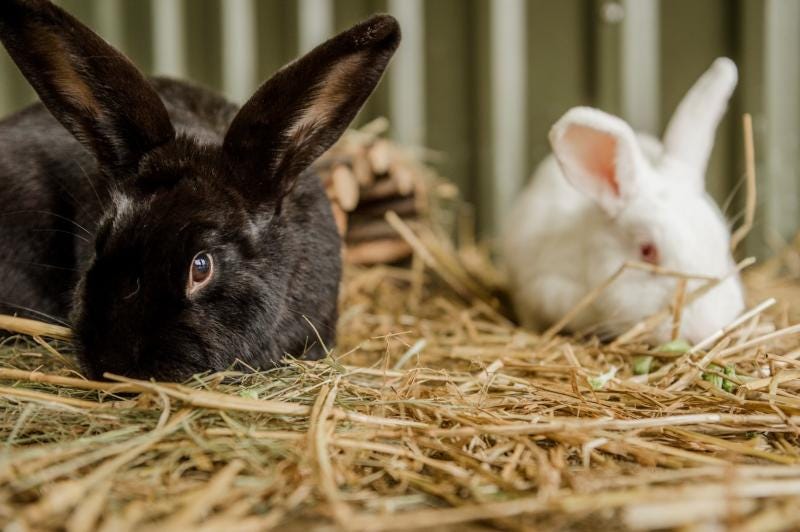 can rabbits have horse pellets. The day before, I was in dire straits… by Johanr Medium