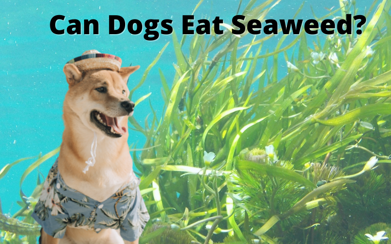 Can Dogs Eat Seaweed? How to serve? Lokesh Koshti Medium