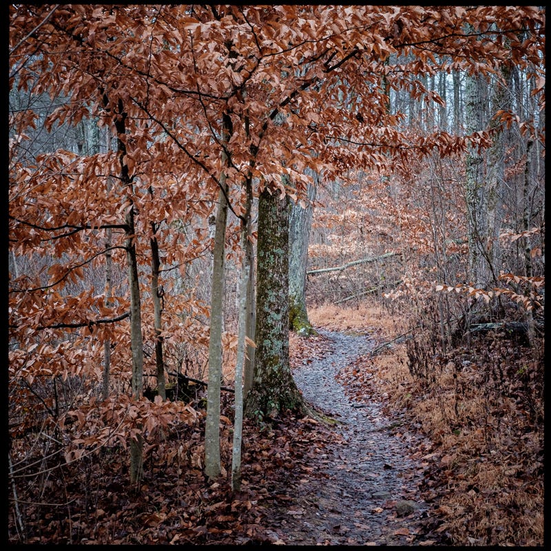 I got the message on Rocky Ridge Trail by Tim Bindner Medium