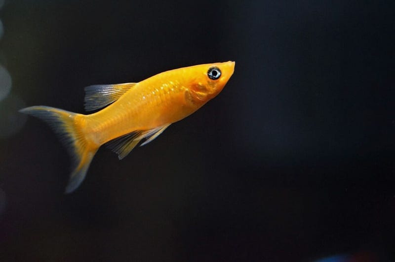 Do Molly Fish Lay Eggs. Unlike egglaying fish, mollies have a… by