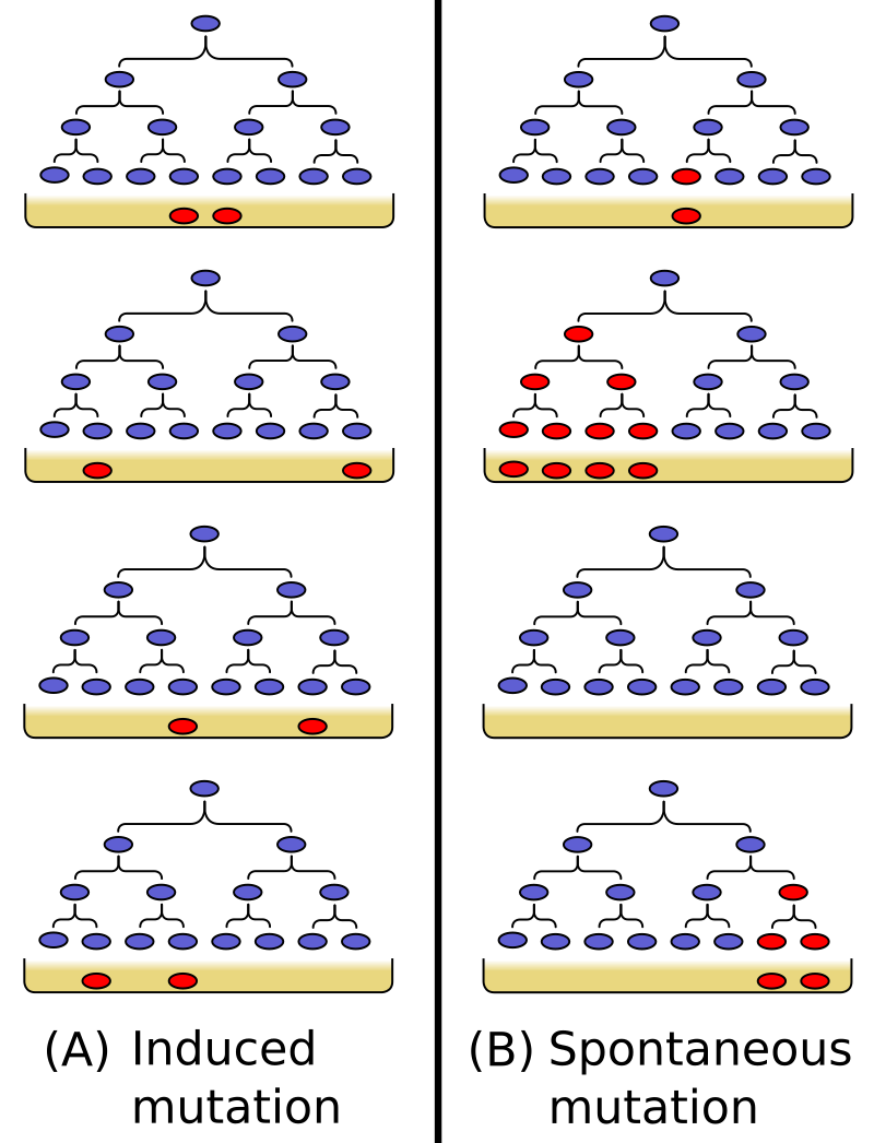 By Madprime — Own work, CC BY-SA 3.0, https://commons.wikimedia.org/w/index.php?curid=2103556
