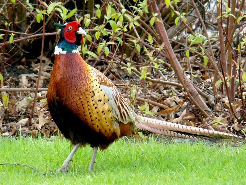 Ring-necked Pheasant