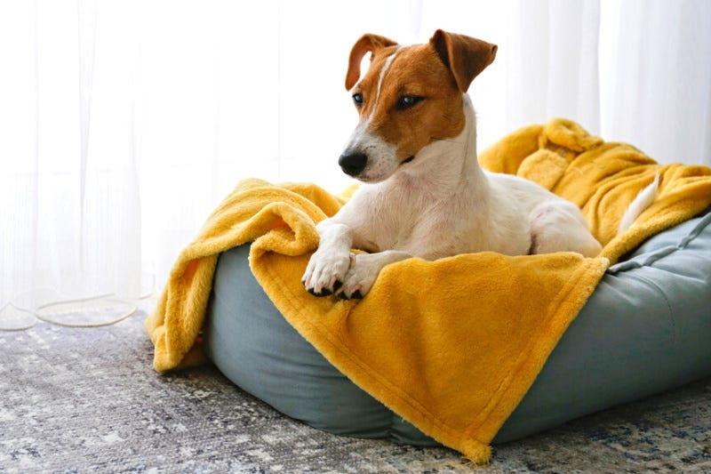 What customization options are available for pet blankets? Tips for