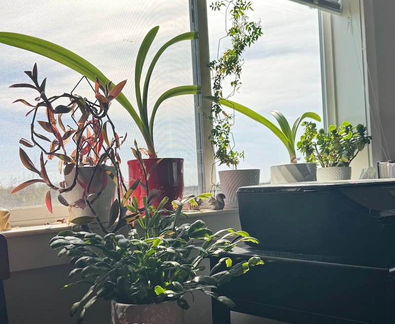 How Many House Plants Can One Man Have by Warren Turner The Haven
