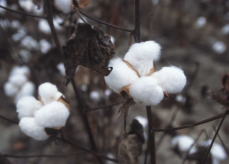 Wool that grows on trees cotton. Have you ever taken a piece of cotton