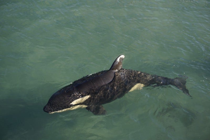 Womens Cute Orcas Whale Friends Sea Under Water Orcas Heart Fish