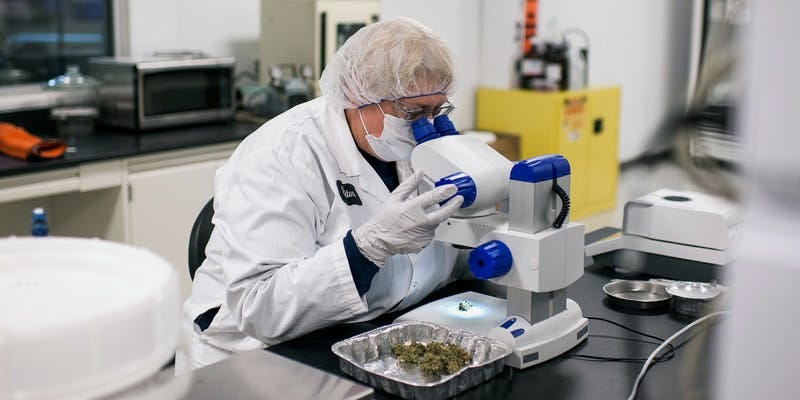 CBD Testing By DB Labs. Do you want to know what is CBD testing… | by ...