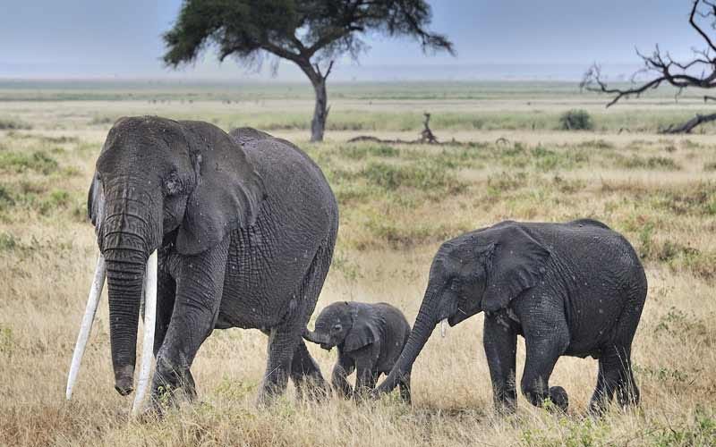 Tsavo & Amboseli Adventure Road Safari: Why Is it A Peerless Option ...