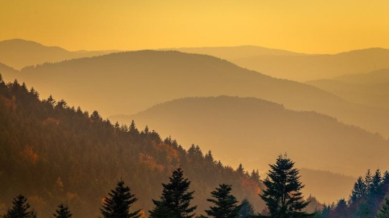 Wordlessly Free - Wolf Poems - Medium