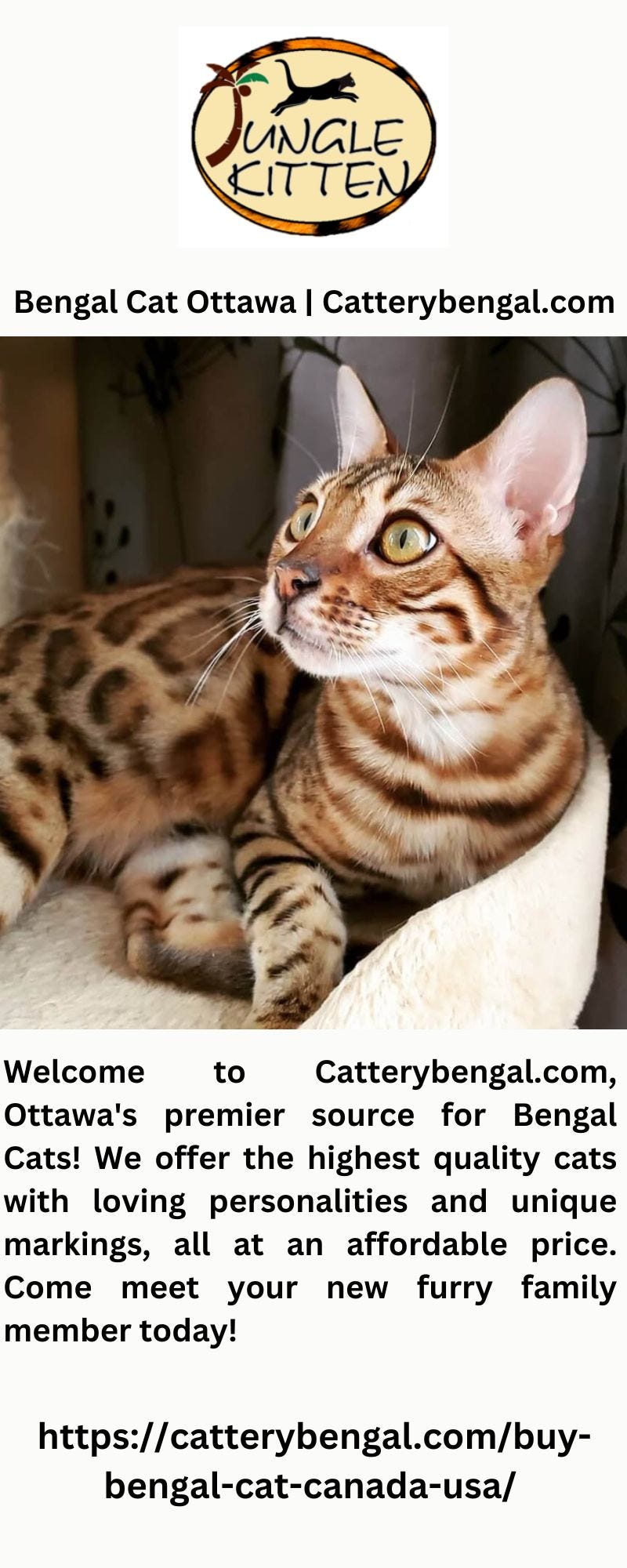 Affordable bengal kittens 2025