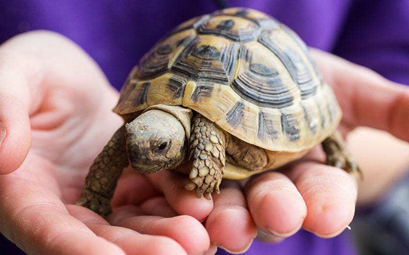 Everything You Need to Know Before Getting a Tortoise as a Pet by The