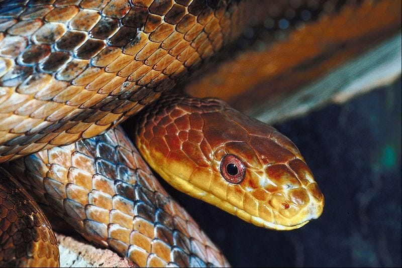 The Snake In My Backyard. ***NOTE — Please scroll to the *bottom*… | by ...