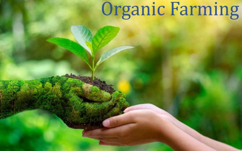 Organic Farming: A Pathway to Health and Sustainability