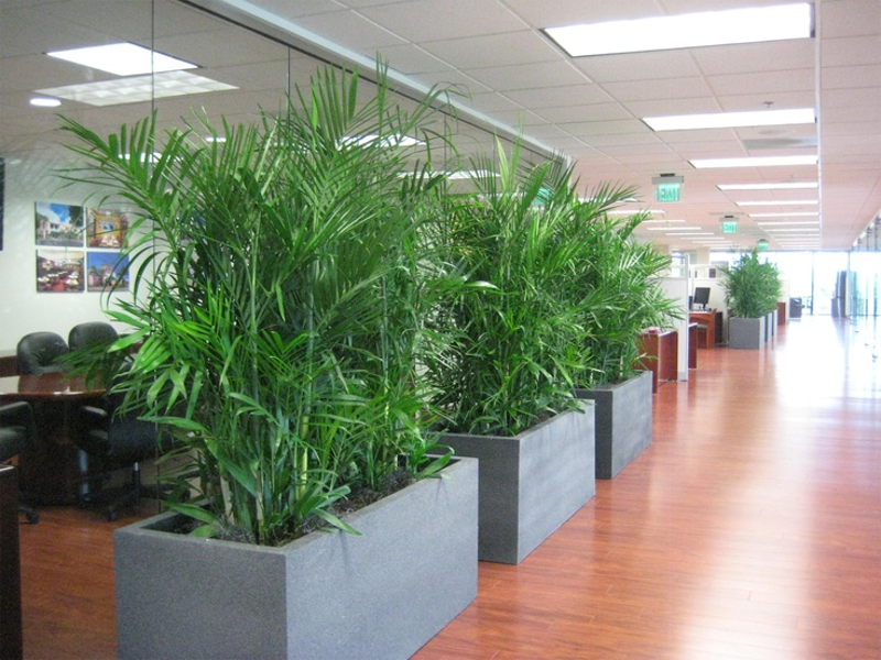 Design your office with beautiful Interior plants by Inscape Indoor