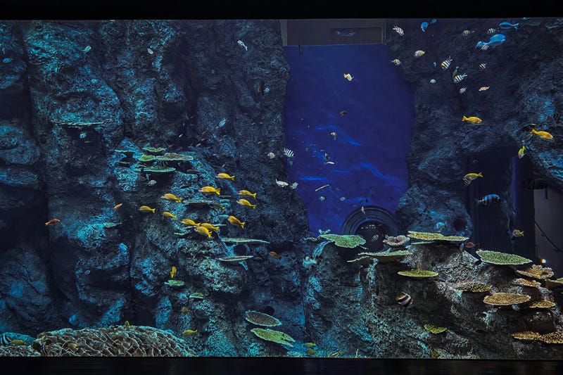 How To Clean The Fish Tank In Jedi Survivor A Guide To A Pristine