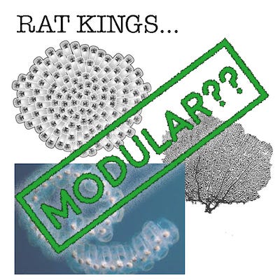 What is a Rat King? The rats, the myth, the legend.