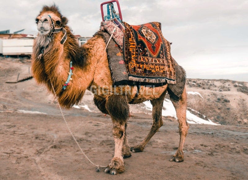 Oman to Turkey Package Travel — Travel to Turkey by Travel Turkey