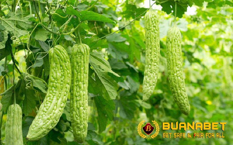 MANFAAT LUAR BIASA BUAH PERIA UNTUK AYAM ADUAN