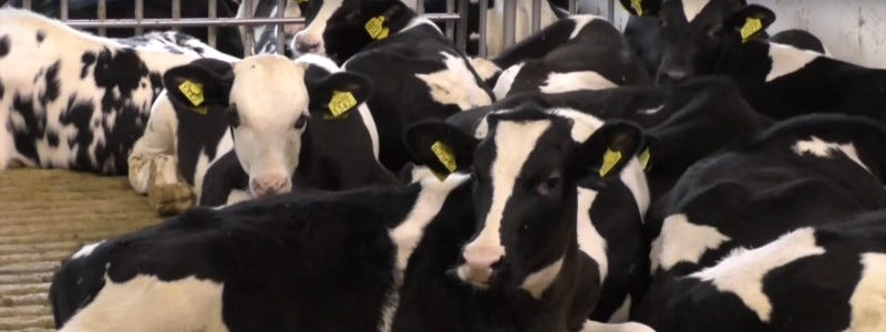 De morele toekomst van kweekvlees
