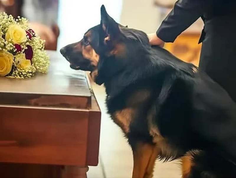 ExPolice Dog Keeps Barking At Past Owner’s Coffin — Revealing The