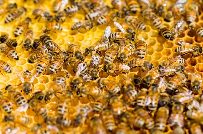 Unlocking the Buzz A Beginner’s Guide to Choosing the Right Honey Bee for Your Hive by Maliha