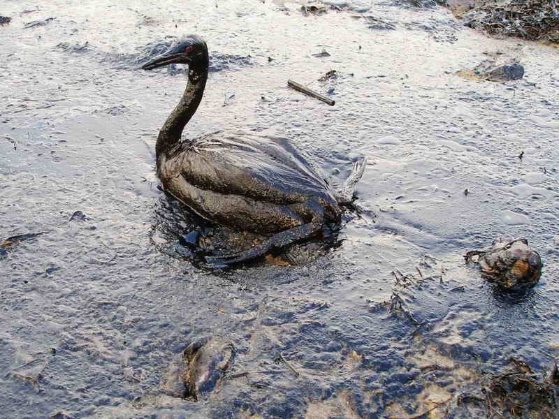 Pic credit: Igor GOLUBENKOV (NGO: Saving Taman). Creative Commons, Flickr