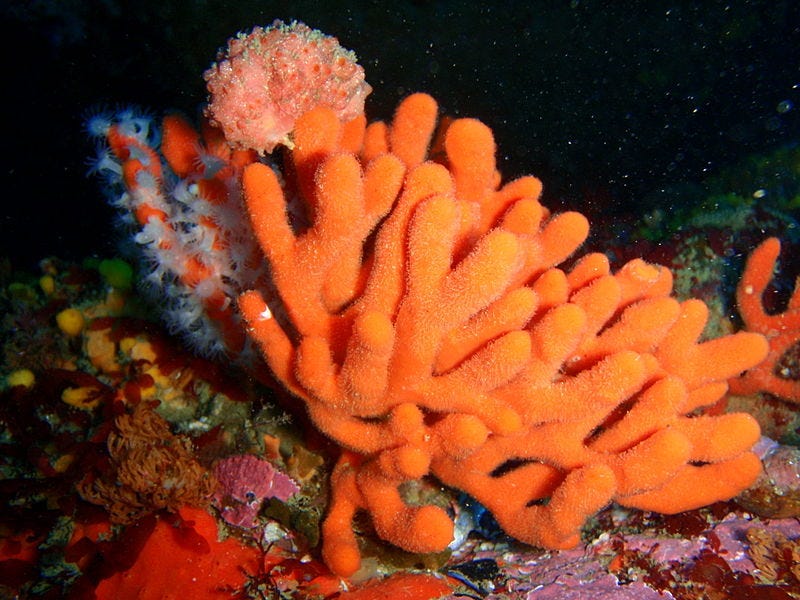 7 reasons why sea sponges are the coolest, by Greenpeace UK