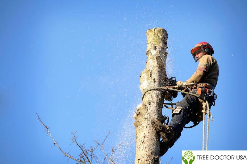 What Is Consulting Arborist And How Could They Help You by tree