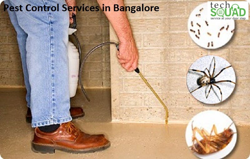 Pest Control Services in Bangalore by Tech Squad Team Medium