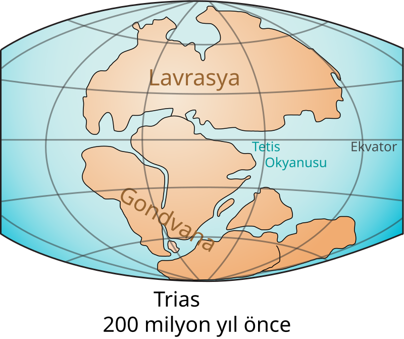 Türkiye Paleontolojisi ve Fosilleri