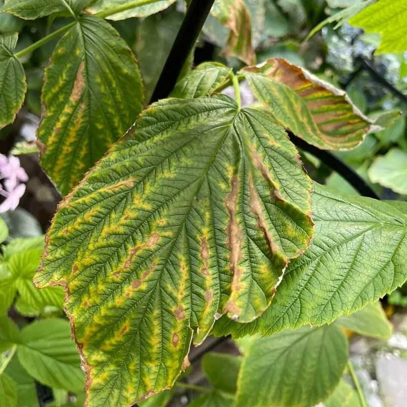 Raspberry Leaves Turning Yellow Causes and Solutions by fengye May