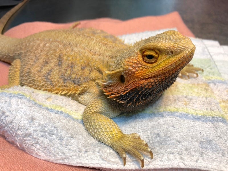 How to Massage a Bearded Dragon to Poop? | Medium