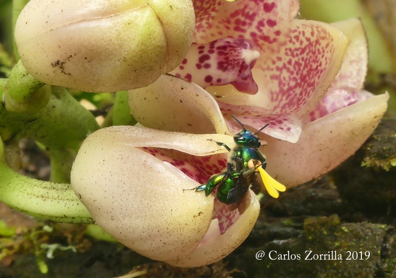 The Orchid and the Orchid Bee: A Love Story | by Carlos Zorrilla