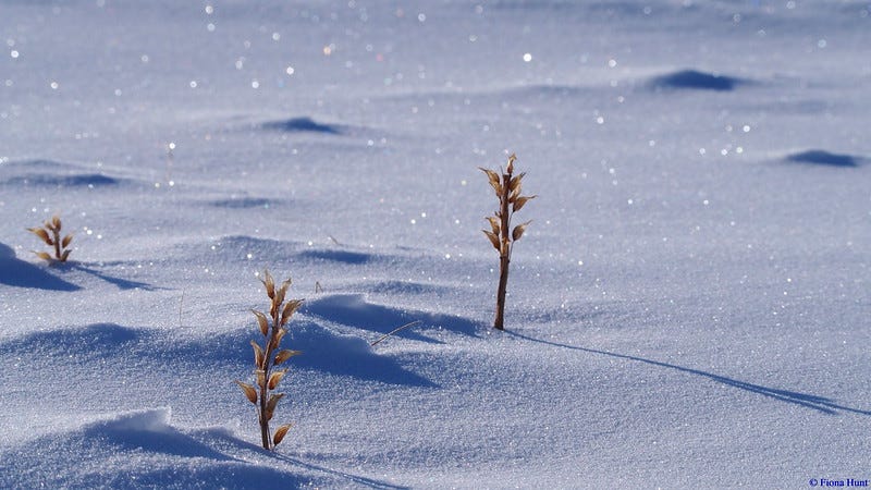 Snow Sparkle & Diamond Dust. This Sunday morning, as the sun shines…, by  Two-Lane Lady